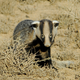 Illustration for article titled Monday Mustelid - Meles leucurus Edition